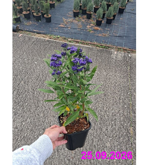 Caryopteris cland. 'Grand Blue'® C 1,4 L
